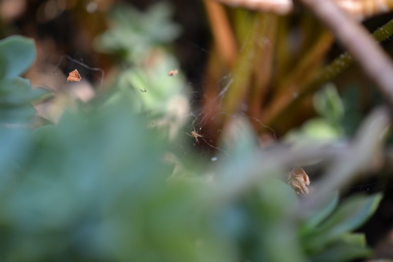 Giovane Linyphiidae - Grosseto
